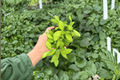 Hoya Burtoniae – 2 Live Plants in 4-Inch Pots (Exact Plants Pictured)