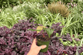 Anthurium Crystal Golden - 2 Bare-Root Live Plants in 4-Inch Pots