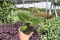 Anthurium FS x Goliath 2 Live Plants | 4-Inch Pots