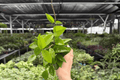 Hoya Jade - 2 Live Plants in 4-Inch Bare Root Pot Size