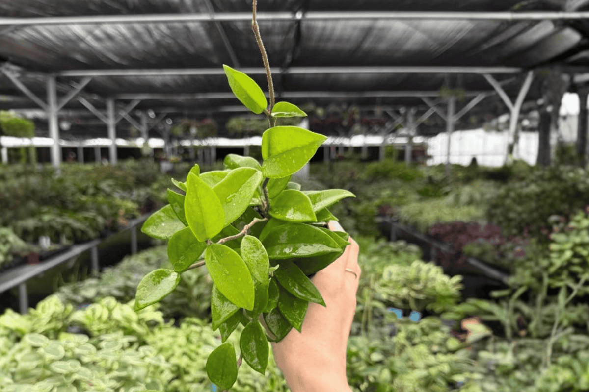 Hoya Jade - 2 Live Plants in 4-Inch Bare Root Pot Size