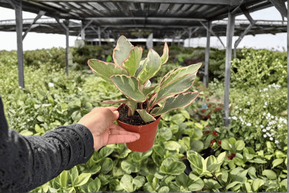 Peperomia Ginny (Peperomia clusiifolia ‘Ginny’) - 2 Live Plants in 4-Inch Pots