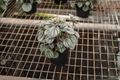 Peperomia Little Toscani Starter Plants – 2 Live Cuttings in Soil Pods