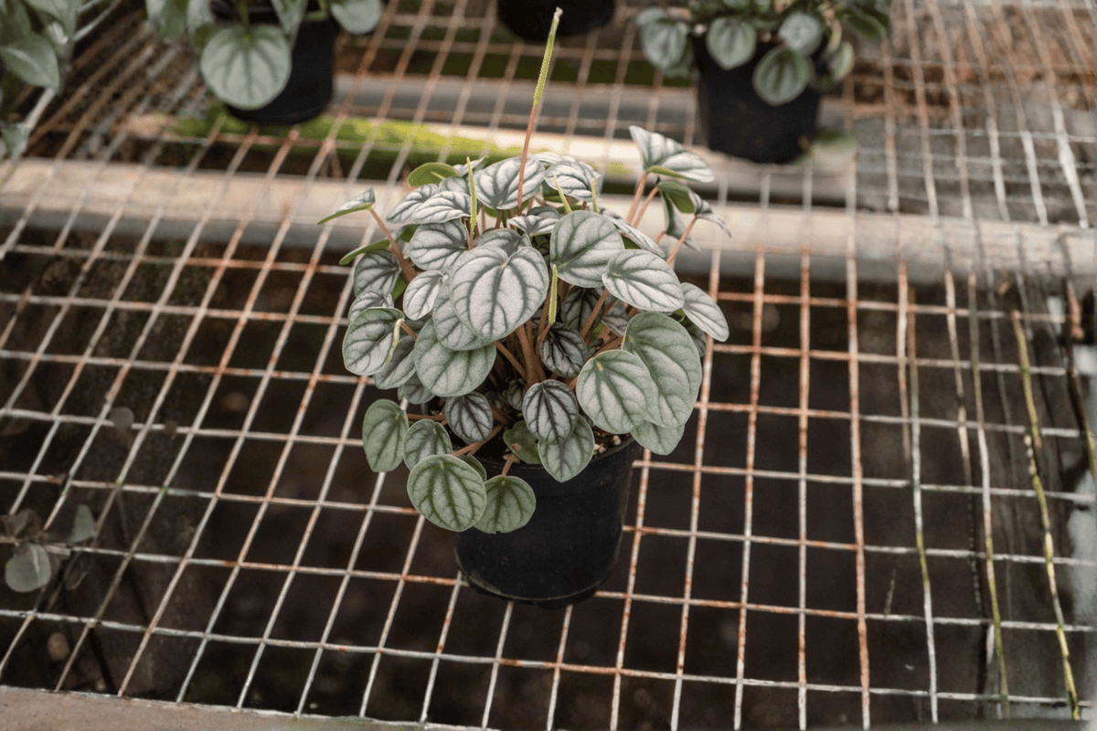 Peperomia Little Toscani Starter Plants – 2 Live Cuttings in Soil Pods