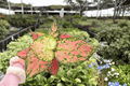 Aglaonema KumKoom - 2 Live Plants in 4" Pots (Exact Plants)