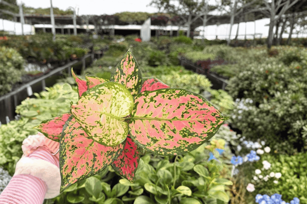 Aglaonema KumKoom - 2 Live Plants in 4" Pots (Exact Plants)