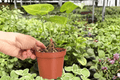 Anthurium Hoffmannii x Green Mamba - 2 Live Plants in 4-Inch Pots