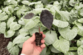 Alocasia cuprea 'Red Secret' - 2 Exact Live Starter Plants