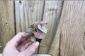 Syngonium Neon Robusta Live Starter Plants – 2-Pack, Bare Root