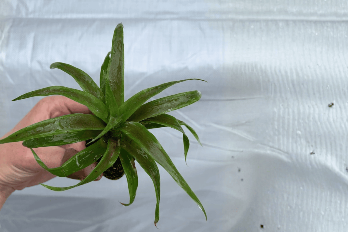 2 White Jade Pineapple Starter Plants (Ananas comosus) - Fully Established Roots