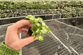 Syngonium Shorty Starter Plants — 2 Live Starter Plants in Bare Root Form