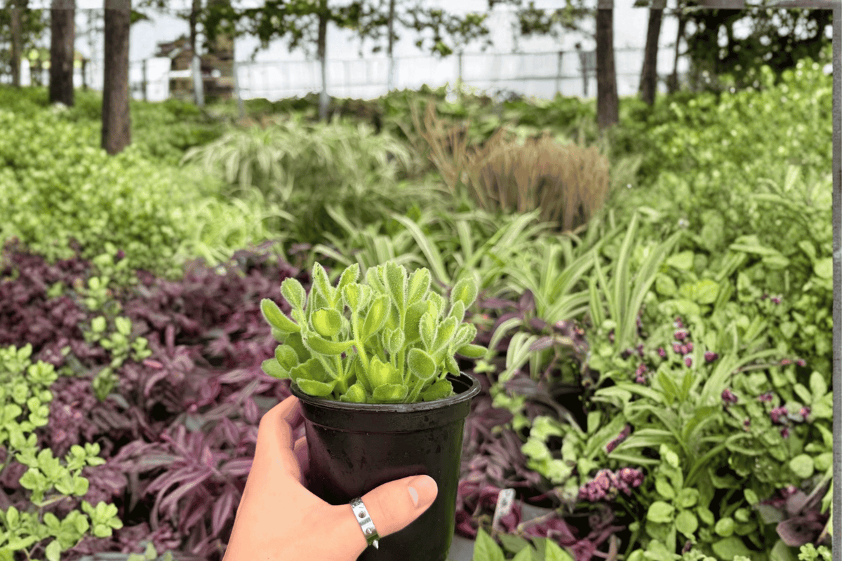 Variegated Bear Paw Cotyledon tomentosa 'Variegata' - 2 Live Plants in 4-Inch Pots