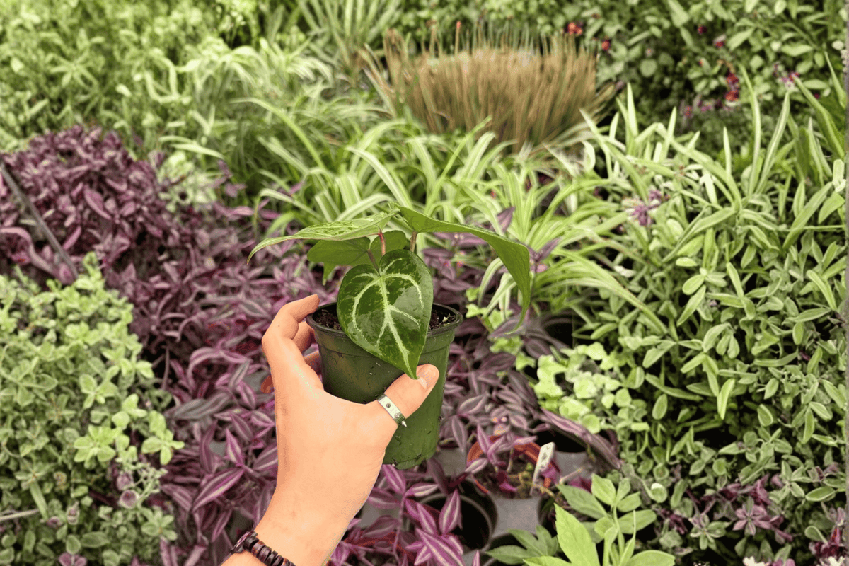 Anthurium Hoffmannii × Red HU (2 Live 4-Inch Pots) – Exact Plants in Pots