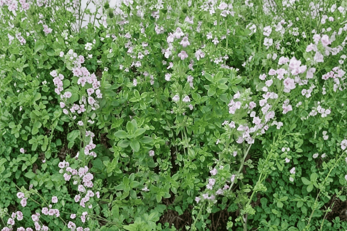 Lemon Thyme Live Plant - 4-Inch Pot (Thymus × citriodorus)