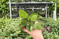 Peperomia Dragon Skin - 2 Exact Live Plants in 4-Inch Pots