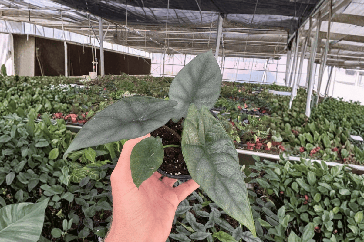 Alocasia Silver Wings (2 Live Plants) in 4-Inch Pots | Alocasia scalprum × Silver Dragon Hybrid