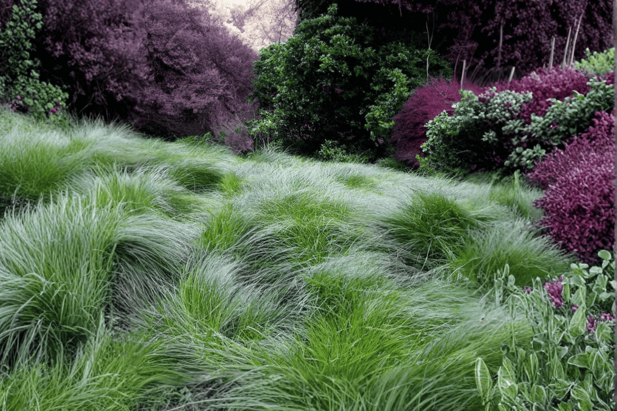 Clustered Field Sedge (Carex praegracilis) - 4-Inch Pot - Live Plant