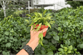 Hoya crassipetiolata Splash - 2 Live Plants in 4-Inch Pots