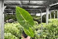 Alocasia Frydek (Alocasia micholitziana ‘Frydek’) – 2 Live Plants in 4-Inch Pots