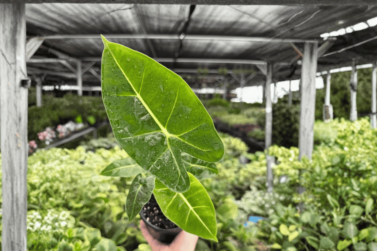 Alocasia Frydek (Alocasia micholitziana ‘Frydek’) – 2 Live Plants in 4-Inch Pots