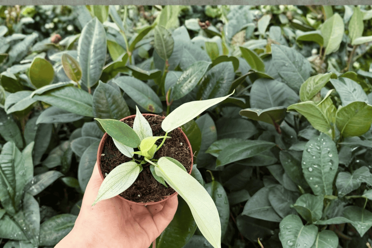 Philodendron Florida Ghost Mint – 2 Bare Root Live Plants, 4-Inch Pot Size (Exact Plants pictured)