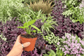Anthurium AOS × Ferrari - 2 Exact Live Plants (4-inch, Bare Root)