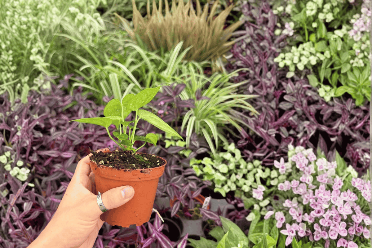 Anthurium AOS × Ferrari - 2 Exact Live Plants (4-inch, Bare Root)