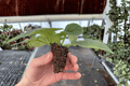 Birth of Galaxy African Violet Starter Plants (Streptocarpus ionanthus) – 2-Pack