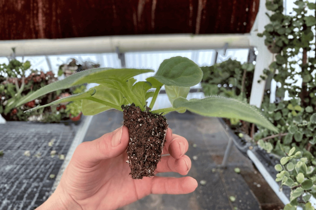 Birth of Galaxy African Violet Starter Plants (Streptocarpus ionanthus) – 2-Pack