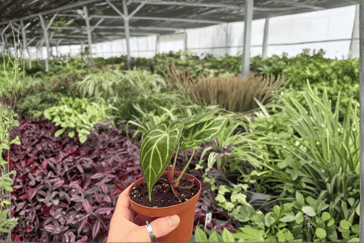 Anthurium Hoffmannii x Green Mamba - 2 Live 4-Inch Pots (Exact Plants)