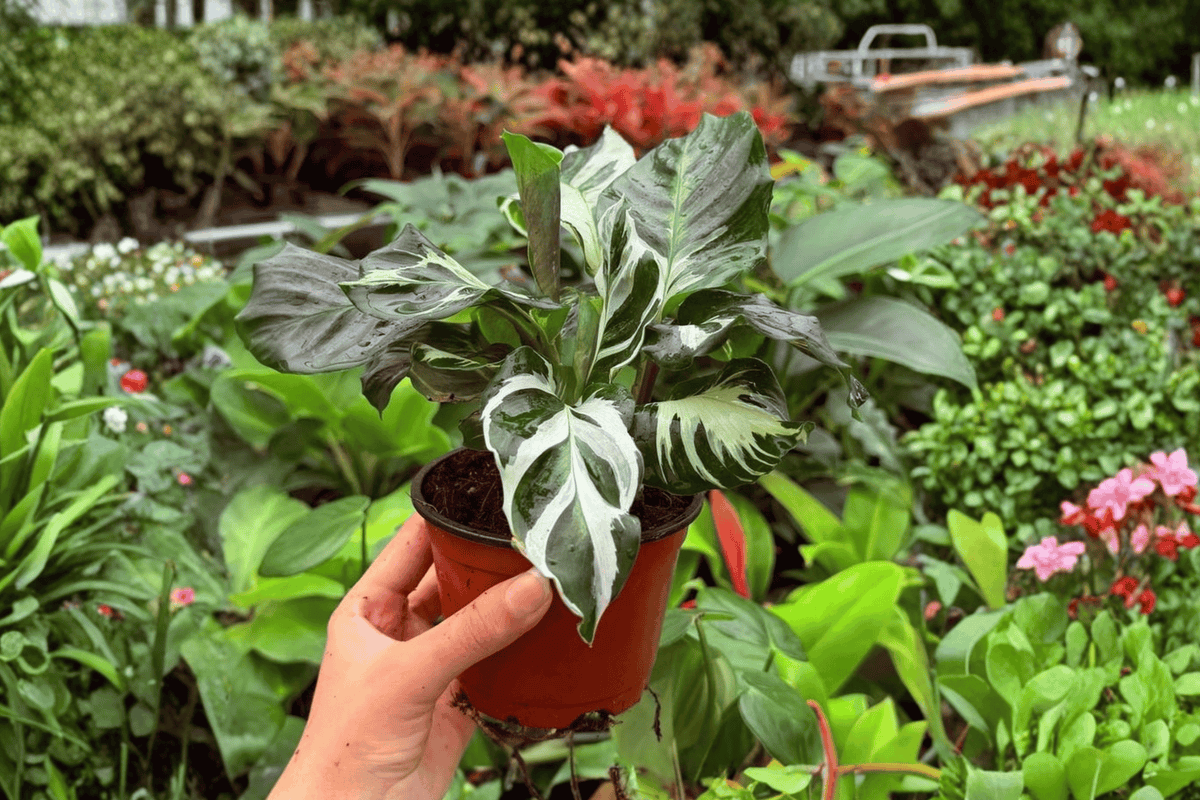 Calathea Stella - 2 Live Plants in 4-Inch Pots