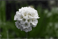 Dreameria Dream Clouds Sea Thrift (Armeria pseudarmeria 'Dream Clouds') - 4-Inch Live Plant