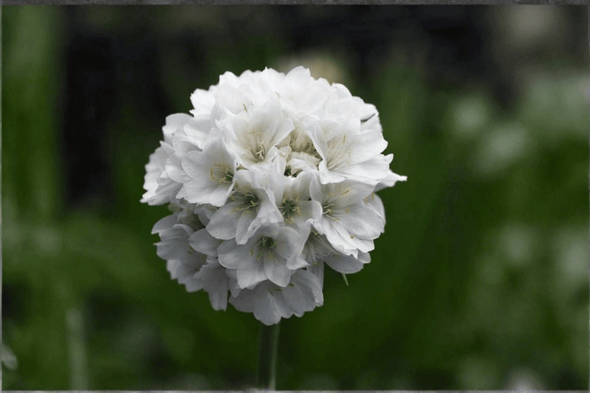 Dreameria Dream Clouds Sea Thrift (Armeria pseudarmeria 'Dream Clouds') - 4-Inch Live Plant