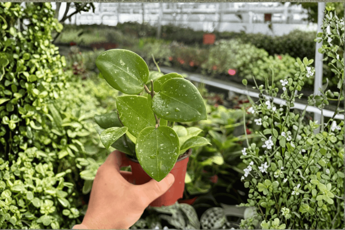 Hoya Parasitica Splash Live Plants, 4-Inch Pots (2-Pack) - Shipped in Pots