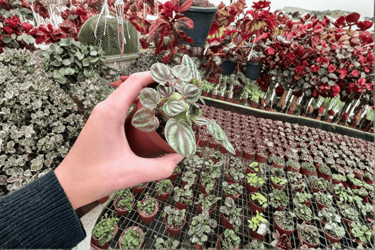 Peperomia Orba - 2 Live Plants in 4-Inch Pots | Fully Established Roots