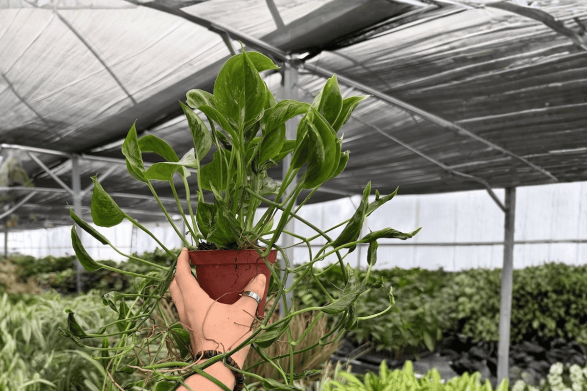 Shangri La Pothos (Epipremnum aureum 'Shangri La') - 2 Live 4-Inch Pots