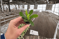 Euphorbia milii 'Maxi Helena' Crown of Thorns Starter Plants – 2 Live Plants