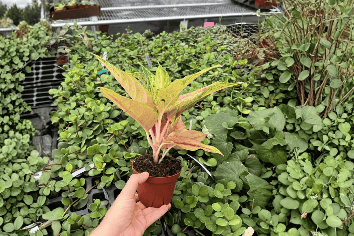 Aglaonema Prakaiphet (2 Live Plants) in 4-Inch Pots | Prakaiphet