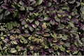 Ajuga reptans Burgundy Glow - 4-inch Pot Live Plant