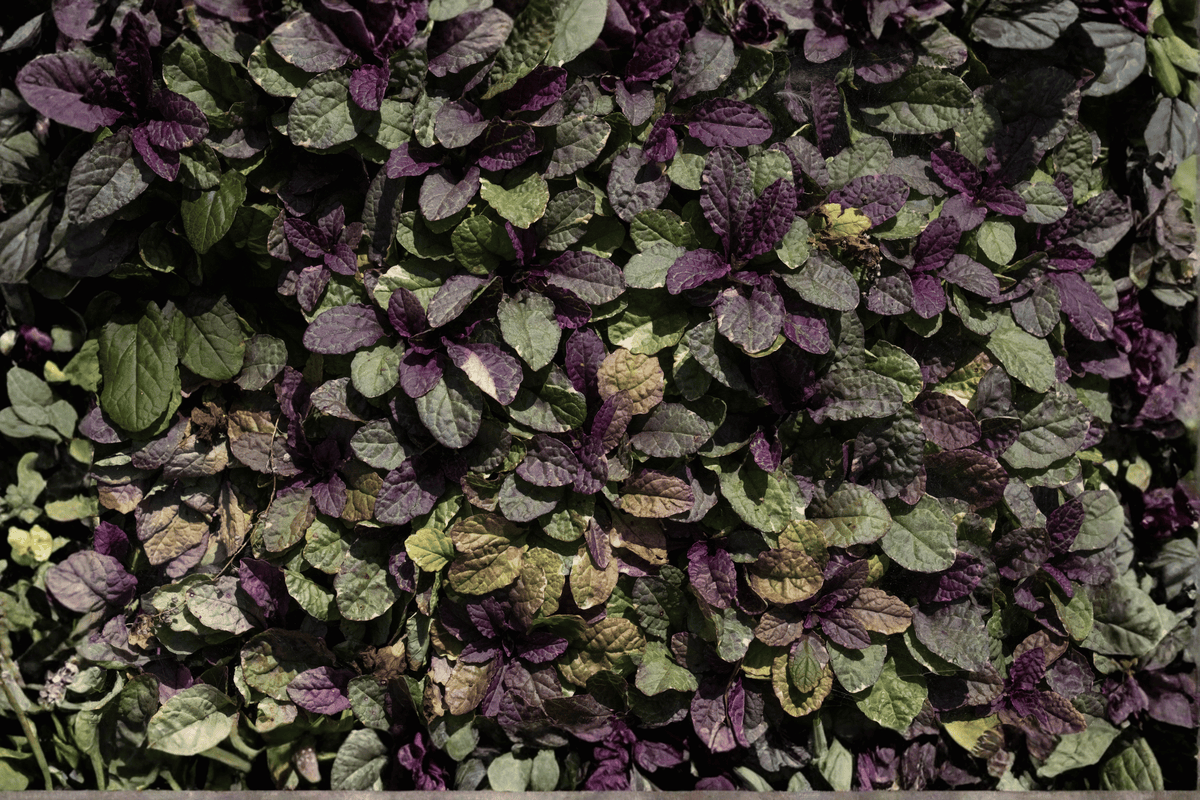 Ajuga reptans Burgundy Glow - 4-inch Pot Live Plant