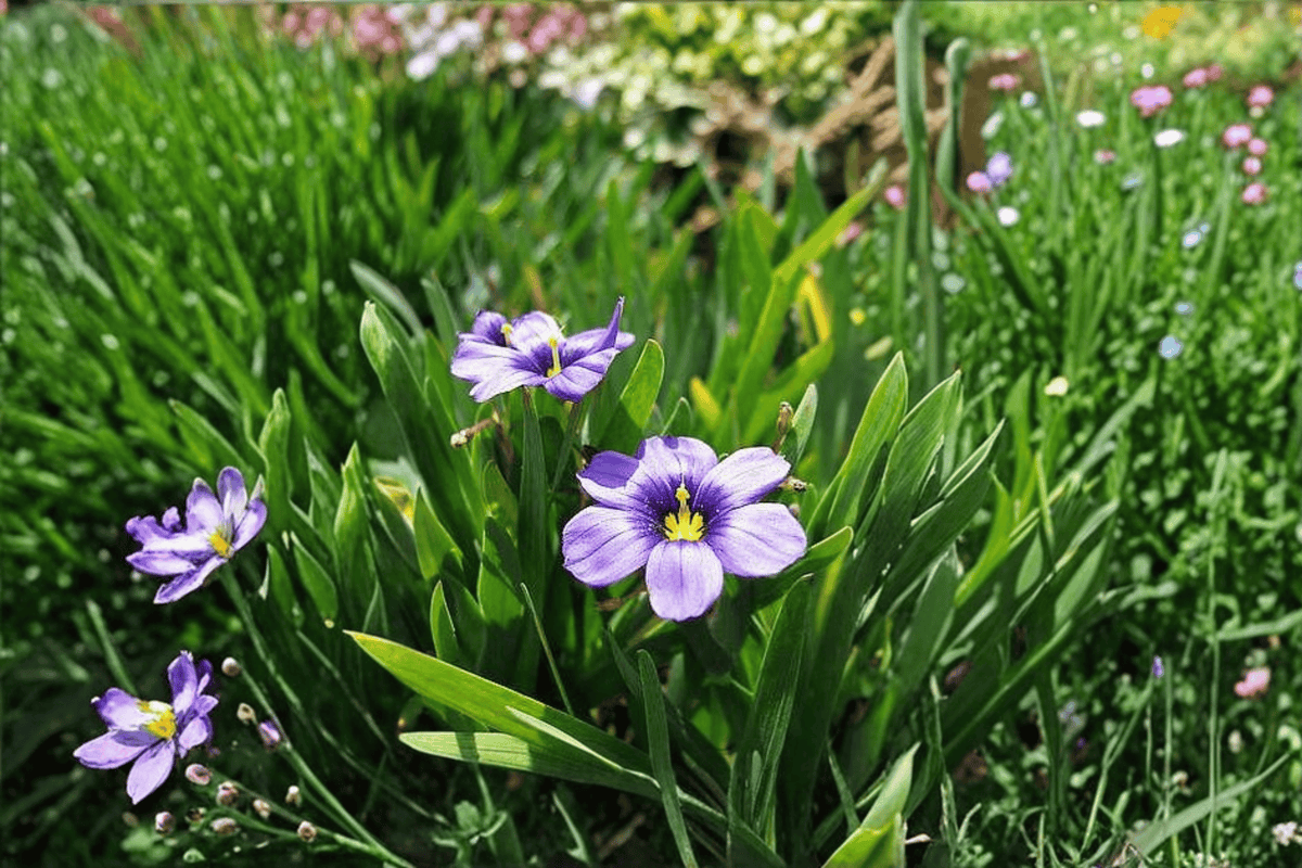Rocky Point Blue-Eyed Grass (Sisyrinchium bellum 'Rocky Point') - 1 Live Plant in 4-Inch Pot
