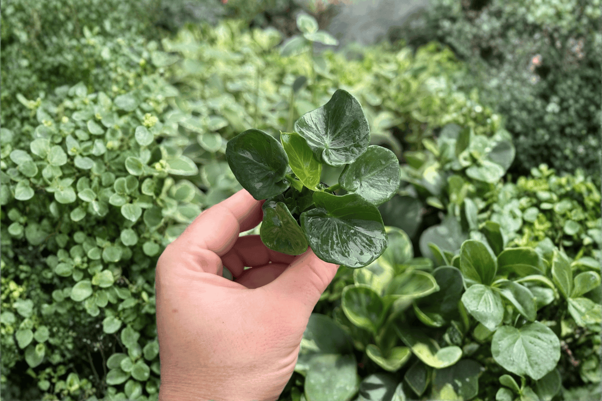 Philodendron Super Atom Starter Plants - 2-Pack