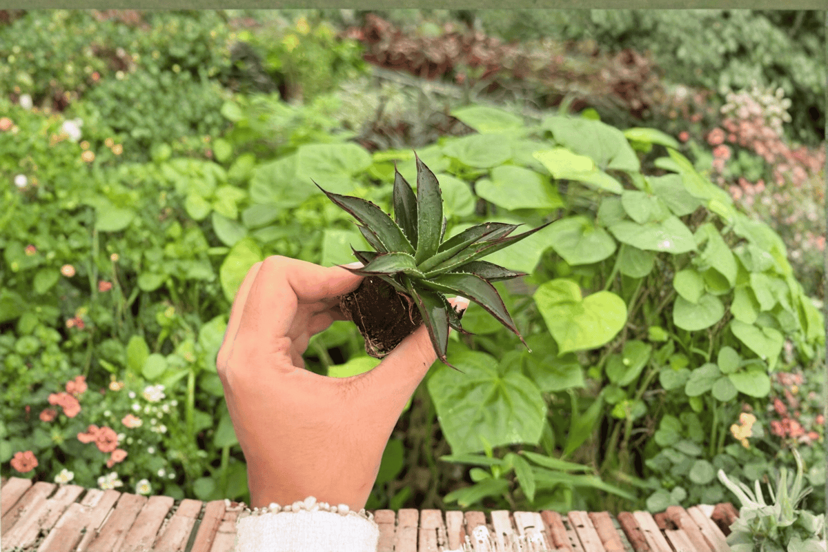 Agave Blue Glow Starter Plants (2) | Exact Plants Pictured