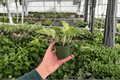 Marble Queen Pothos (Epipremnum aureum 'Marble Queen') - 2 Live Plants in 4-Inch Pots