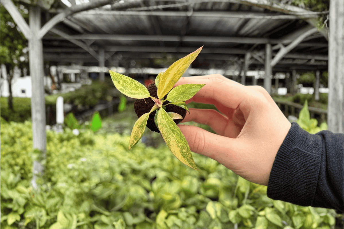 Philodendron Orange Princess - 2 Exact Live Starter Plants (2-Inch Plugs, No Pot)