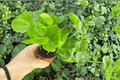 Arabica Coffee Coffea arabica Starter Plants - 2 Live Starter Plants, 2-Inch Size (Bare Root with Soil Pod)