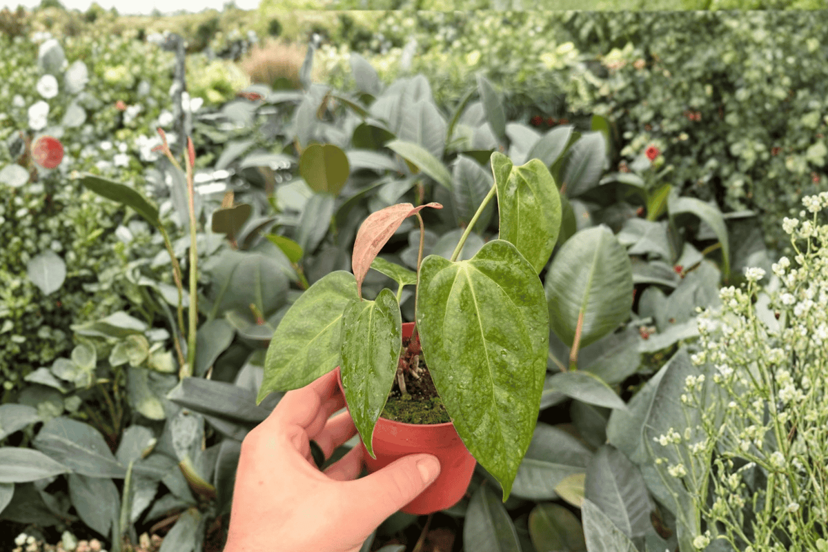 Anthurium Papi × Gunayala Live Plants (2) in 4-Inch Bare Root — Exact Plants Pictured