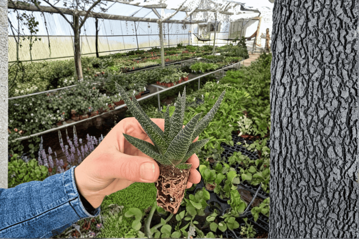 Haworthia 'Royal Highness' Starter Plants (2) – Bare Root, Succulent