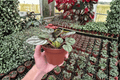 Peperomia Orba - 2 Live Plants in 4-Inch Pots