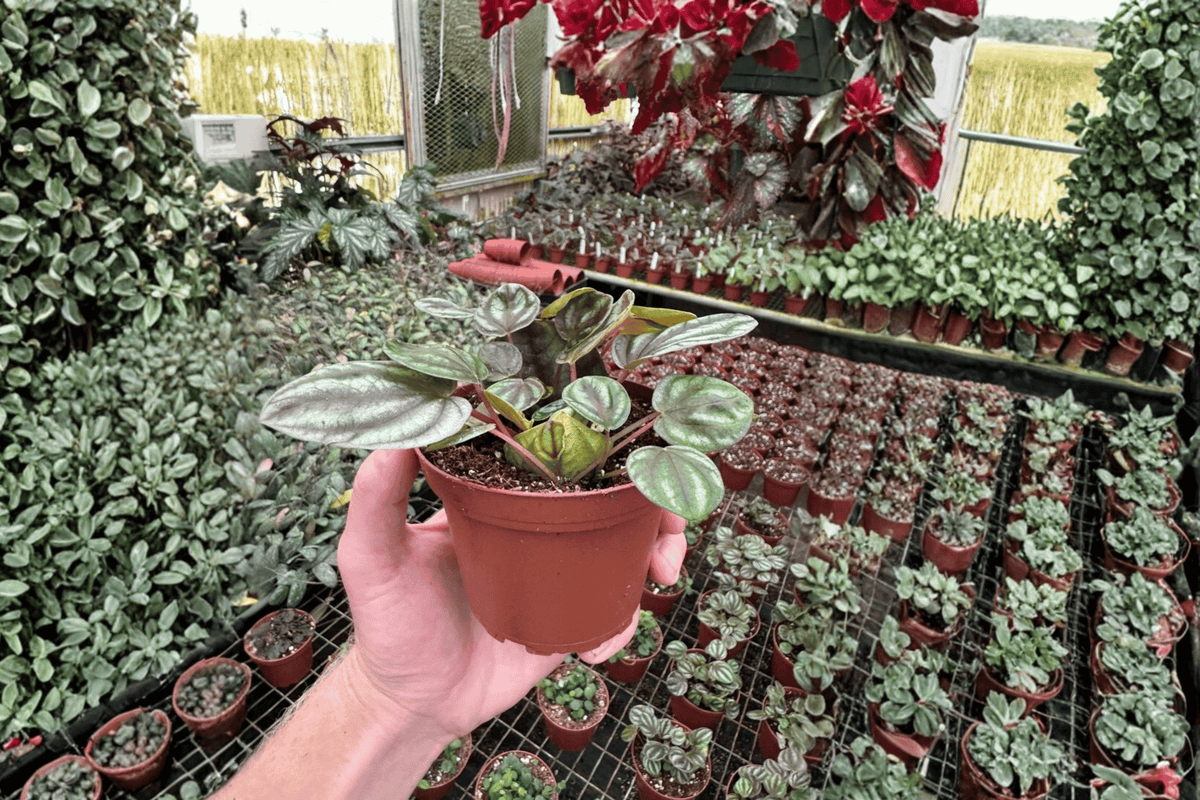 Peperomia Orba - 2 Live Plants in 4-Inch Pots
